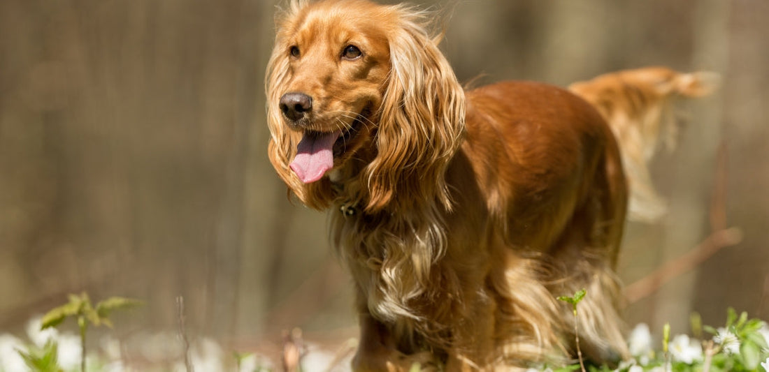 Amerikaanse Cocker Spaniël