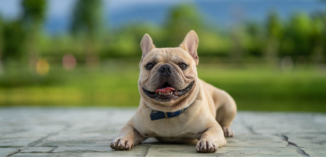 Franse bulldog